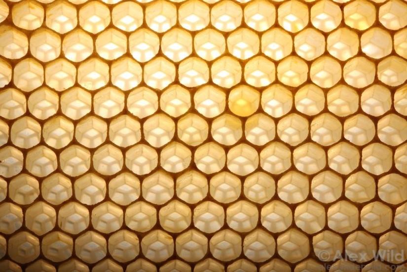 La Vida Secreta de las abejas La Vida Secreta de las abejas