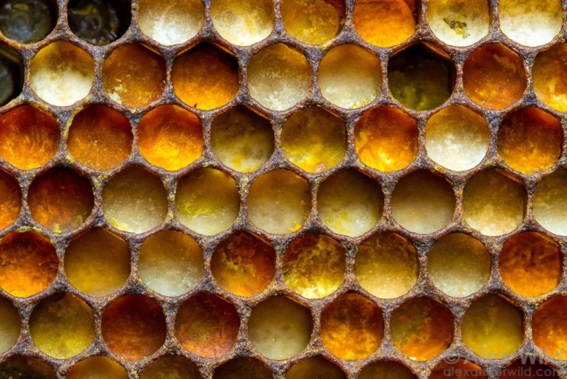 La Vida Secreta de las abejas La Vida Secreta de las abejas