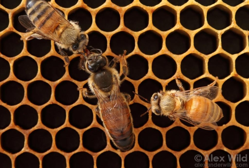 La Vida Secreta de las abejas La Vida Secreta de las abejas