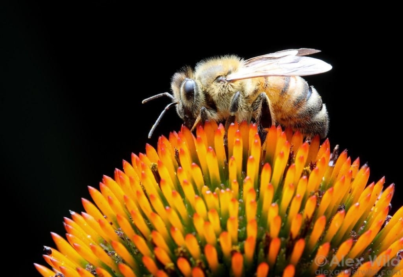 La Vida Secreta de las abejas La Vida Secreta de las abejas
