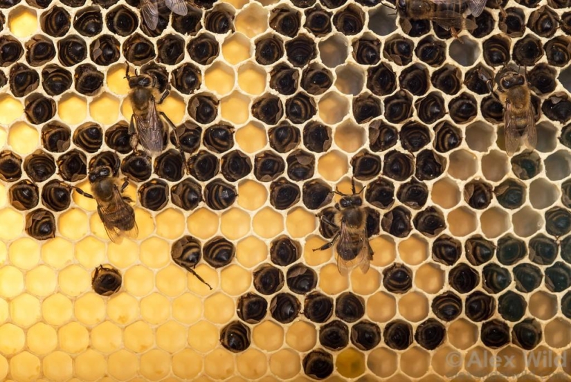 La Vida Secreta de las abejas La Vida Secreta de las abejas
