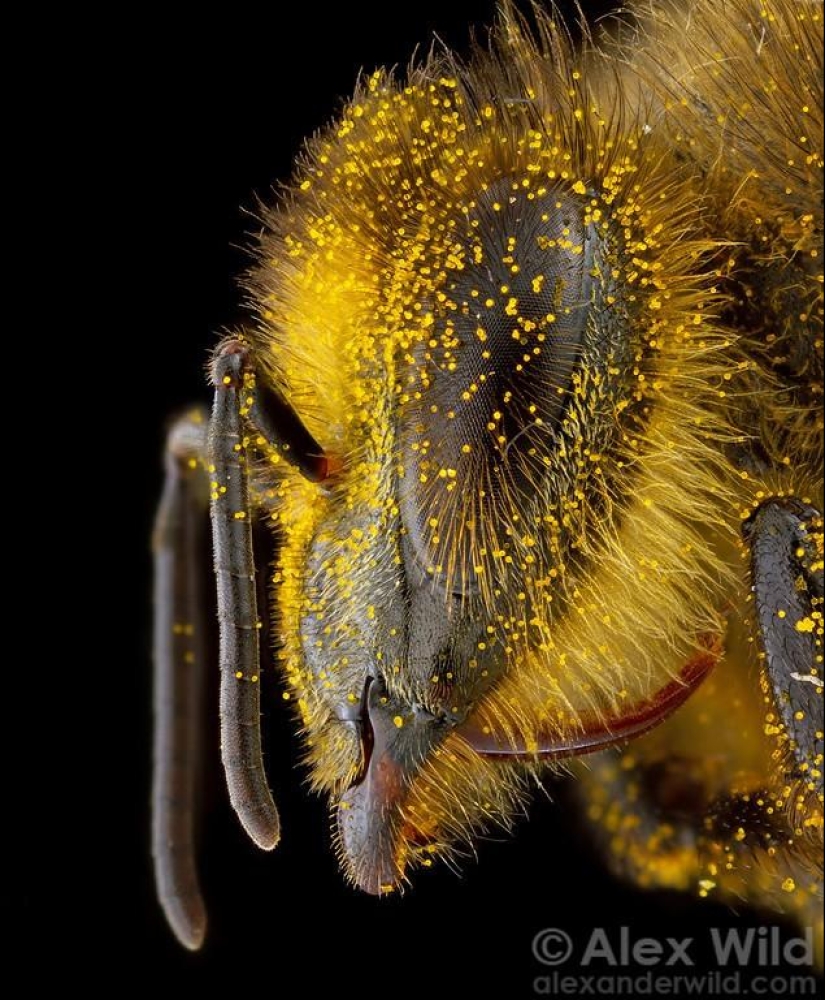 La Vida Secreta de las abejas La Vida Secreta de las abejas