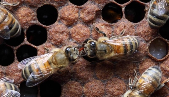 La Vida Secreta de las abejas La Vida Secreta de las abejas