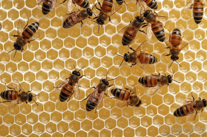 La Vida Secreta de las abejas La Vida Secreta de las abejas