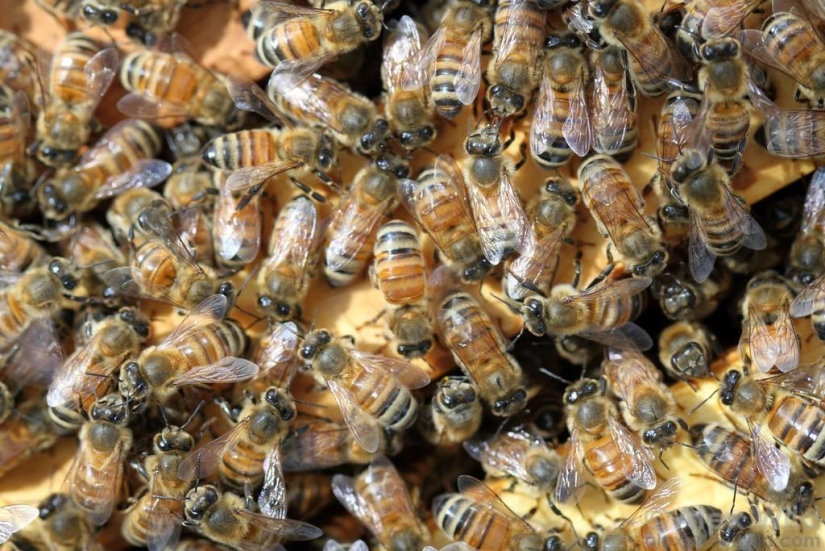 La Vida Secreta de las abejas La Vida Secreta de las abejas