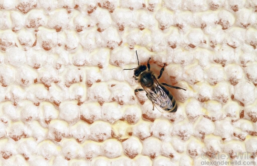 La Vida Secreta de las abejas La Vida Secreta de las abejas