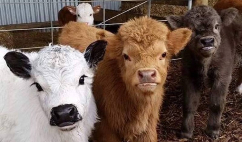 Las mini vacas son la nueva moda para las mascotas en EE.UU.