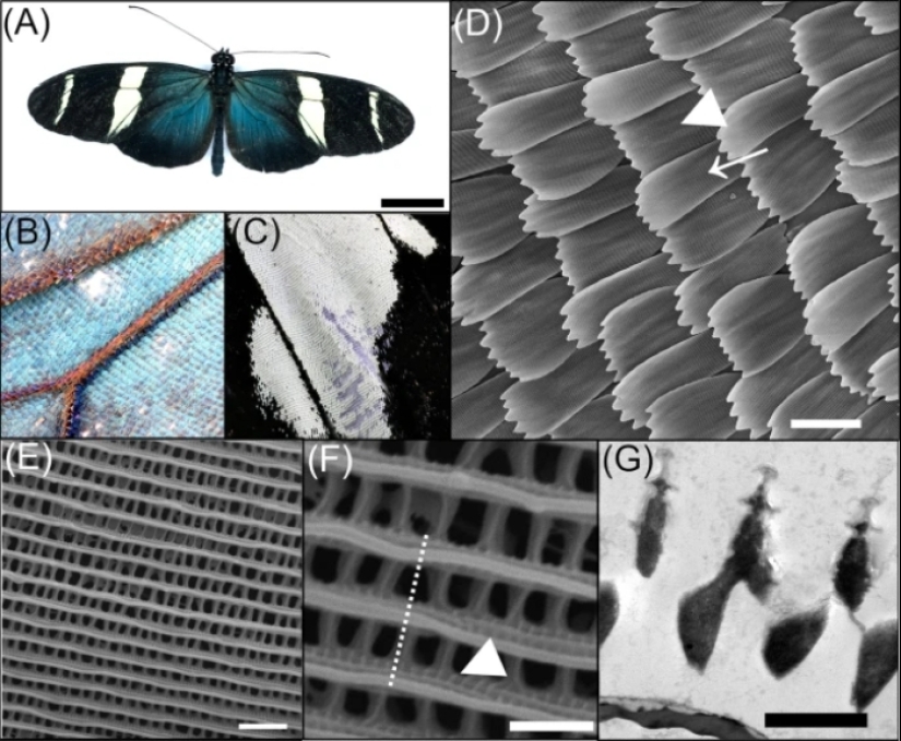 Las nanoestructuras a escala de mariposas son tan poderosas que no se desvanecen con los rayos ultravioleta del sol