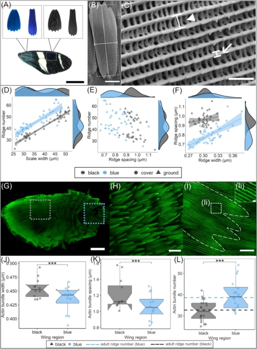 Las nanoestructuras a escala de mariposas son tan poderosas que no se desvanecen con los rayos ultravioleta del sol