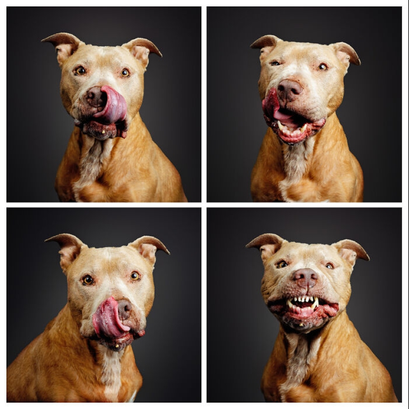 Le di mantequilla de maní a los pitbulls, agarré mi cámara y encontré pura alegría