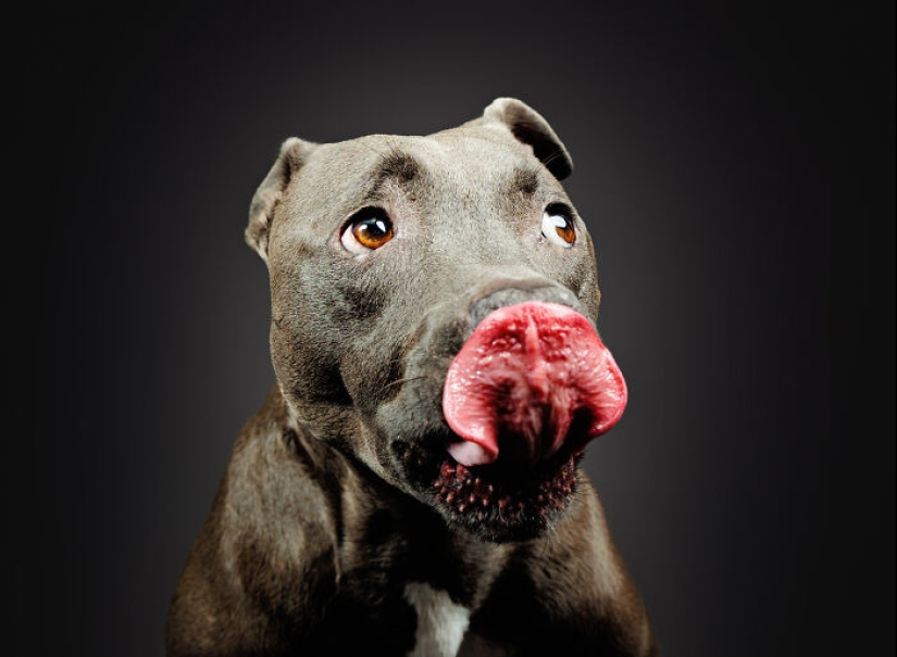 Le di mantequilla de maní a los pitbulls, agarré mi cámara y encontré pura alegría