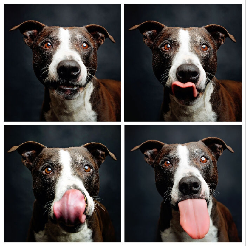 Le di mantequilla de maní a los pitbulls, agarré mi cámara y encontré pura alegría