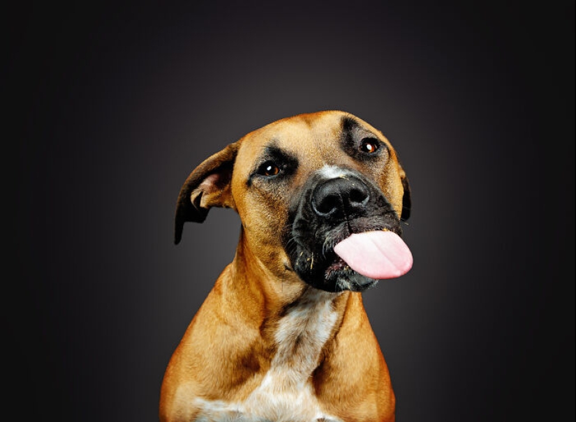 Le di mantequilla de maní a los pitbulls, agarré mi cámara y encontré pura alegría