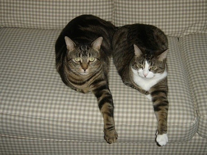 Less studied, but desperately funny fact cat can be synchronized