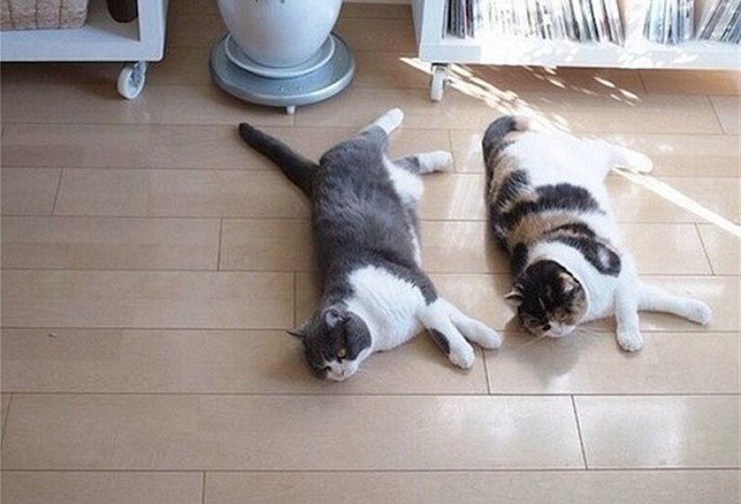 Less studied, but desperately funny fact cat can be synchronized