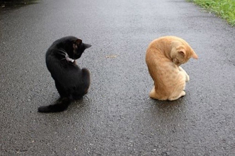 Less studied, but desperately funny fact cat can be synchronized