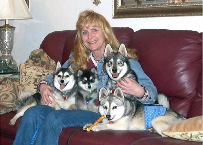 Lindos huskies en miniatura de kli-kai que viven en Alaska Lindos huskies en miniatura de kli-kai que viven en Alaska