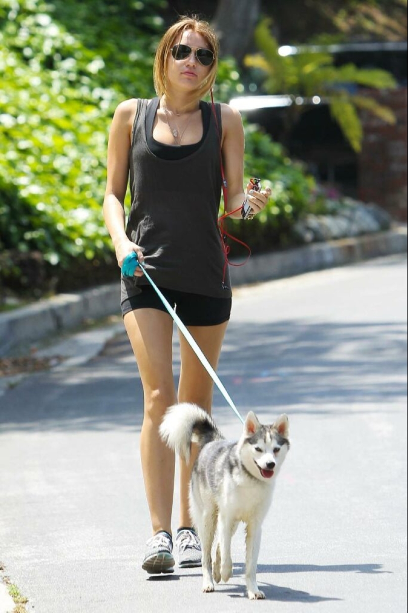 Lindos huskies en miniatura de kli-kai que viven en Alaska Lindos huskies en miniatura de kli-kai que viven en Alaska