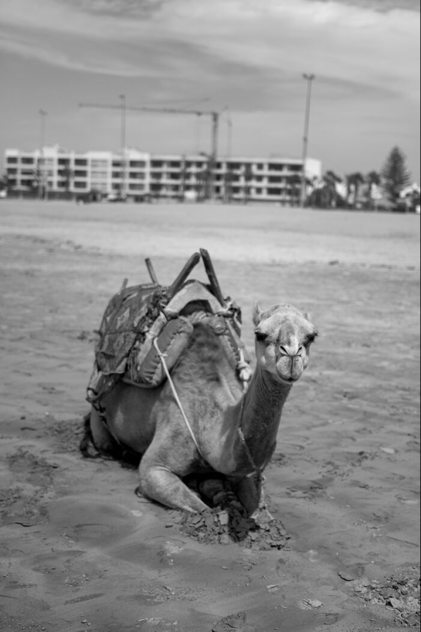 “Looky Looky”: 12 fotos que tomé de cosas en la playa que me fascinaron