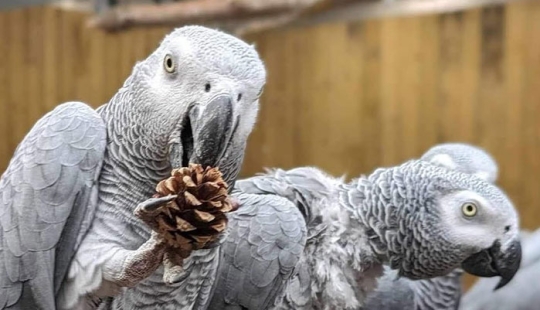 Loros groseros que no pueden dejar de maldecir están en proceso de ser rehabilitados con una nueva bandada