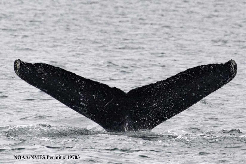 Los científicos mantienen una 'conversación' de 20 minutos con una ballena llamada Twain en su propio idioma