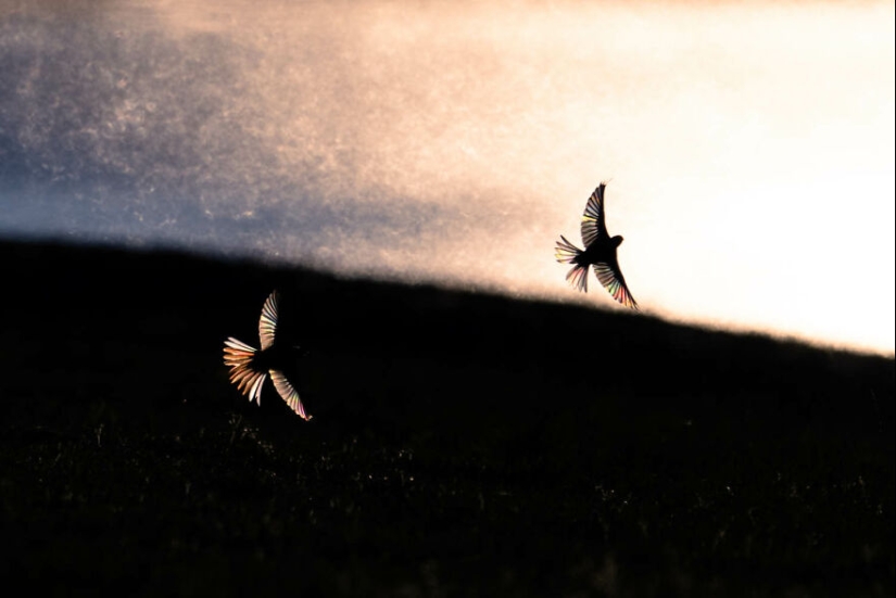 Los ganadores de fotografía del GDT 2024 revelan la belleza de la naturaleza
