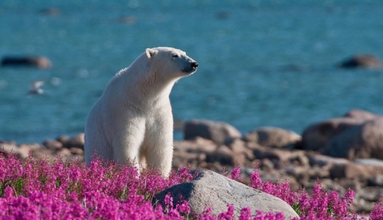 Los osos polares no están en la nieve, sino en las flores: usted no ha visto esto todavía Los osos polares no están en la nieve, sino en las flores: usted no ha visto esto todavía