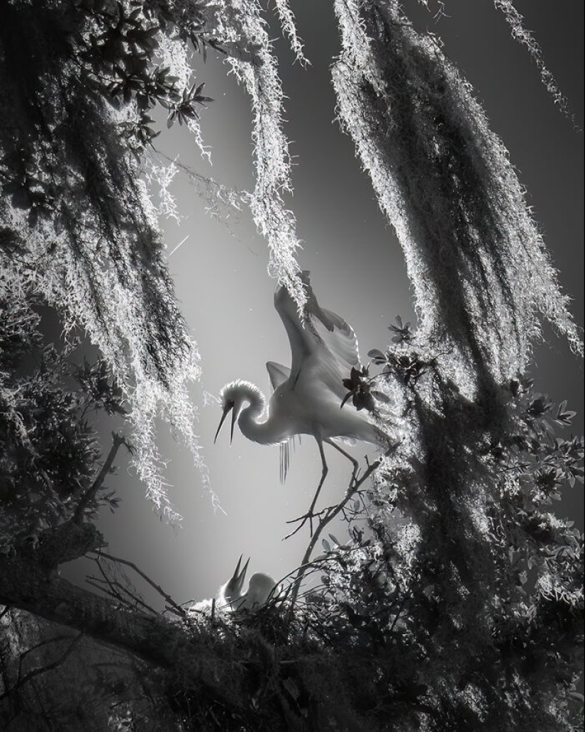 Los premios de fotografía monocromática han anunciado los ganadores de 2023