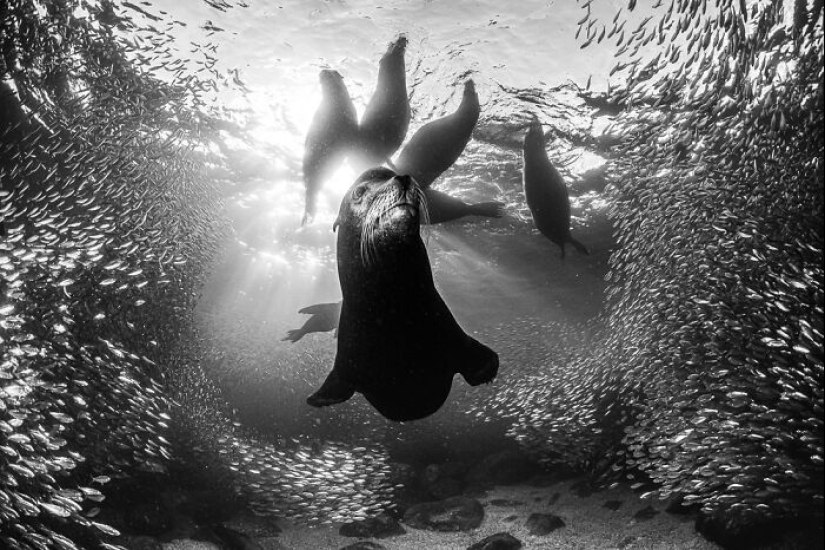 Los premios de fotografía monocromática han anunciado los ganadores de 2023