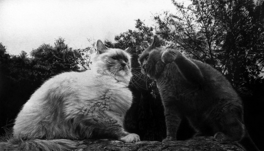 Maestro de dibujo a lápiz-Paul Lang Maestro de dibujo a lápiz-Paul Lang