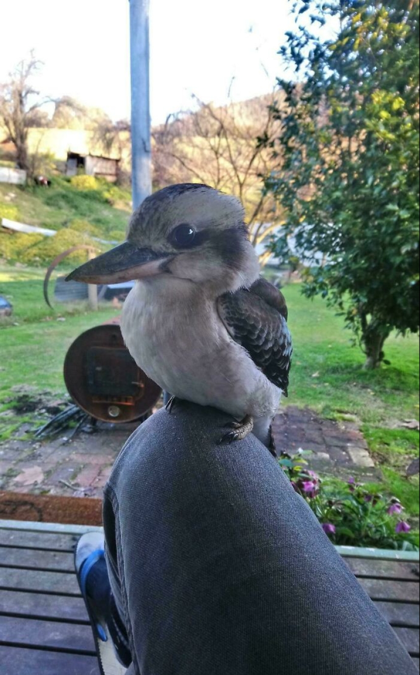 Maravillas de Down Under: 12 cosas únicas de Australia que te harán reír Maravillas de Down Under: 12 cosas únicas de Australia que te harán reír