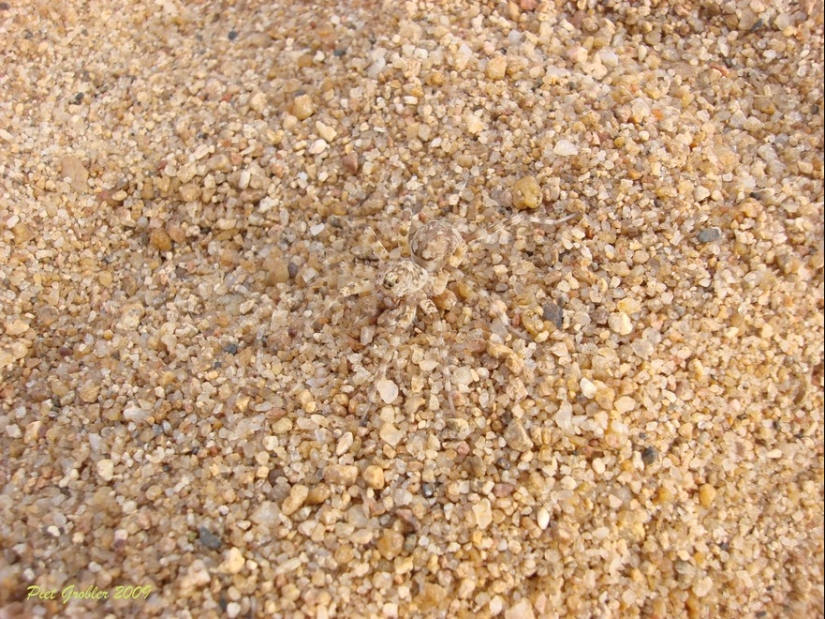 Masking 80 lvl. Art Wolf's photo project "Disappearance" Masking 80 lvl. Art Wolf's photo project "Disappearance"