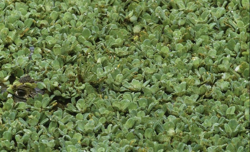 Masking 80 lvl. Art Wolf's photo project "Disappearance" Masking 80 lvl. Art Wolf's photo project "Disappearance"