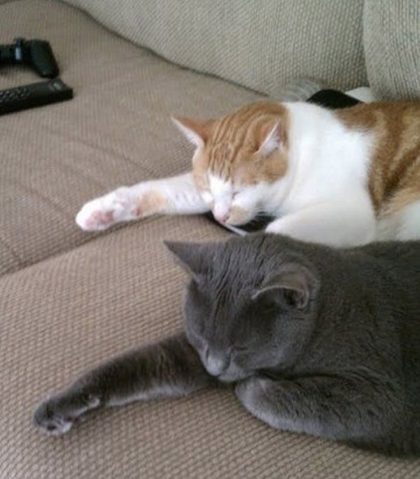 Menos estudiado, pero desesperadamente curioso hecho de que un gato puede ser sincronizado