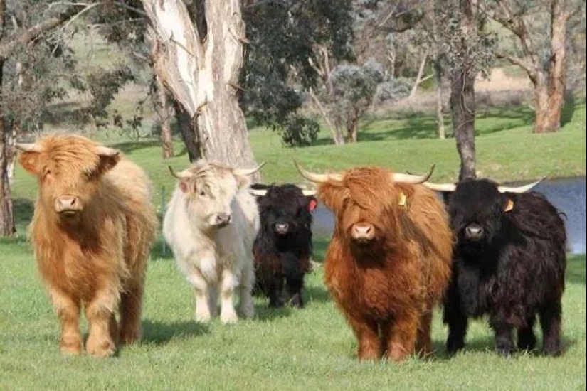 Mini cows are the new fashion for pets in the USA