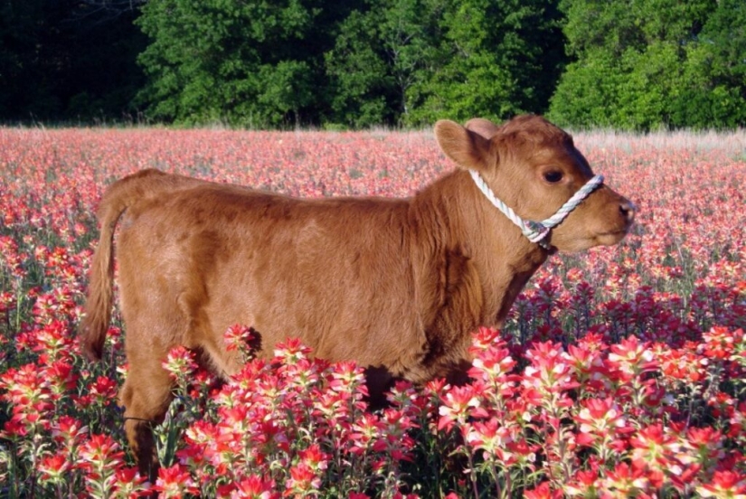 Mini cows are the new fashion for pets in the USA