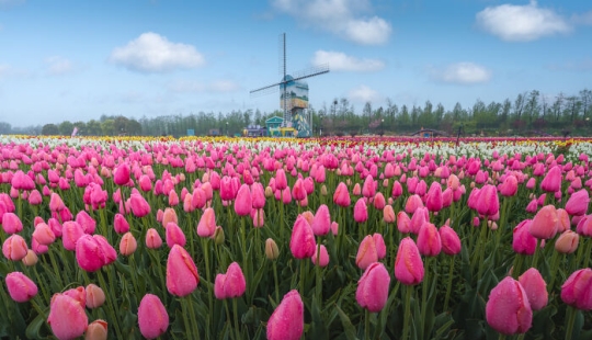Mis 14 fotografías del Holland Flower Park en China