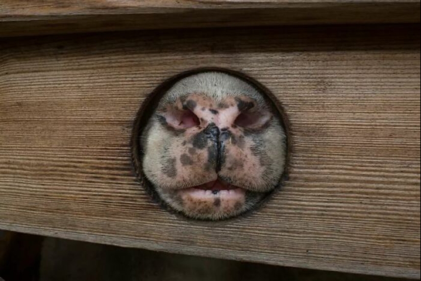 Momentos divertidos y accidentales capturados por este fotógrafo callejero Momentos divertidos y accidentales capturados por este fotógrafo callejero