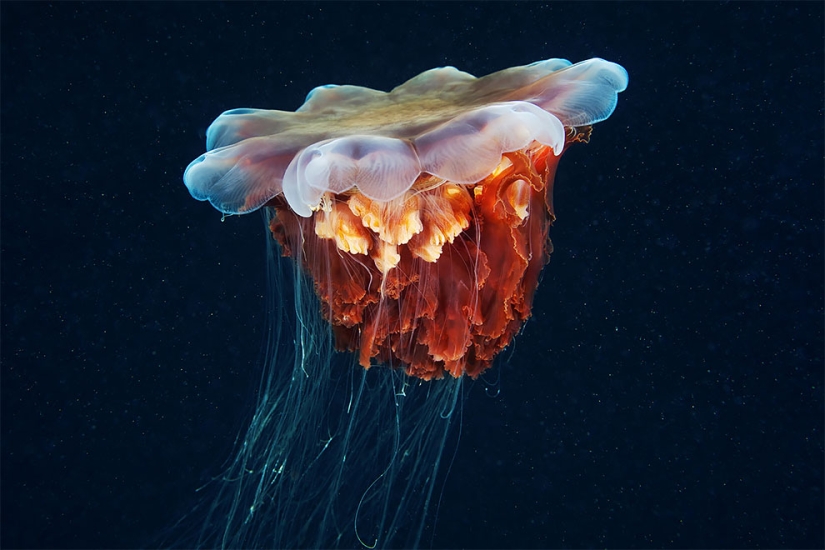 Monstruos del mar profundo en la foto de Alexander Semyonov
