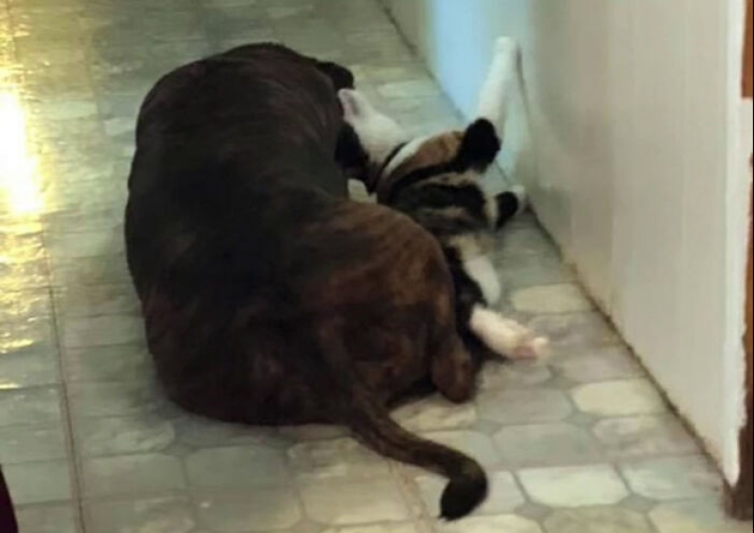 Mujer comparte video de su perro pidiéndole un 'baño' a su mejor amigo gato, se vuelve viral en línea Mujer comparte video de su perro pidiéndole un 'baño' a su mejor amigo gato, se vuelve viral en línea