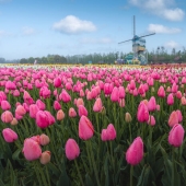 My 14 Photographs Of The Holland Flower Park In China