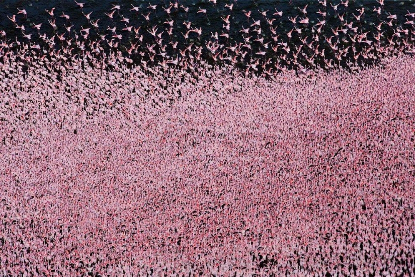 Nakuru en Kenia es un país de flamencos rosados Nakuru en Kenia es un país de flamencos rosados