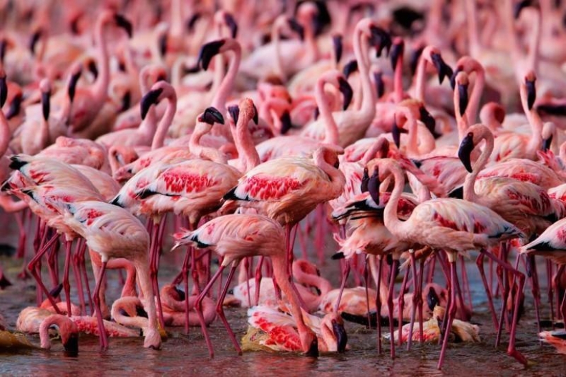 Nakuru in Kenya is a country of pink flamingos