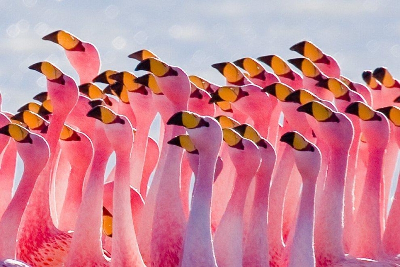 Nakuru in Kenya is a country of pink flamingos