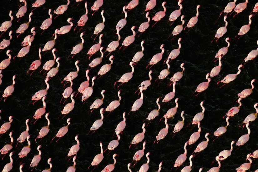 Nakuru in Kenya is a country of pink flamingos
