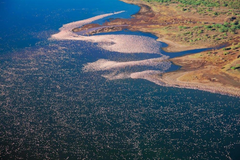 Nakuru in Kenya is a country of pink flamingos