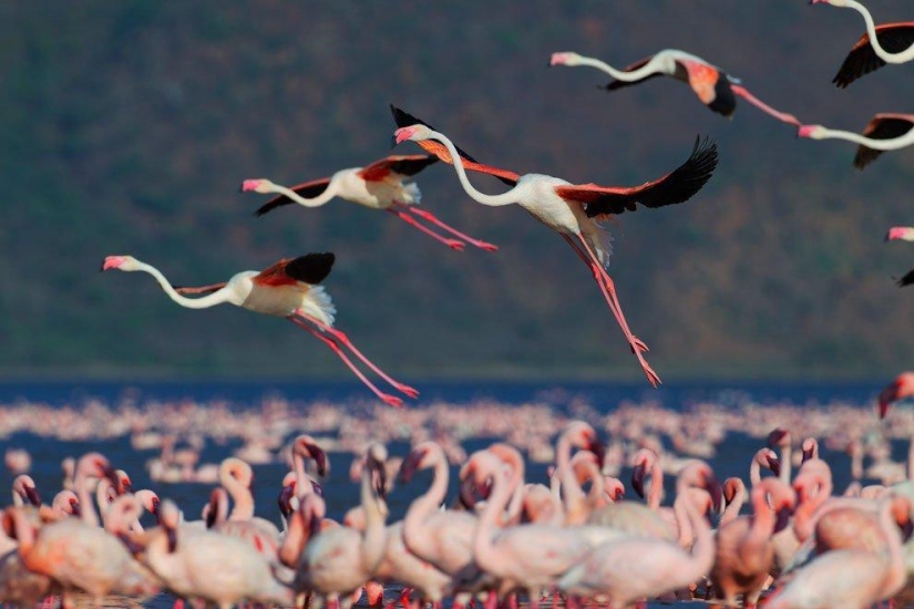 Nakuru in Kenya is a country of pink flamingos