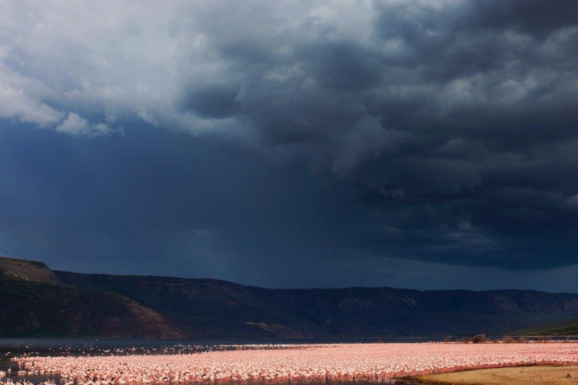 Nakuru in Kenya is a country of pink flamingos