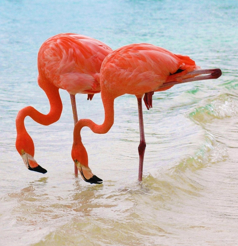 Nakuru in Kenya is a country of pink flamingos