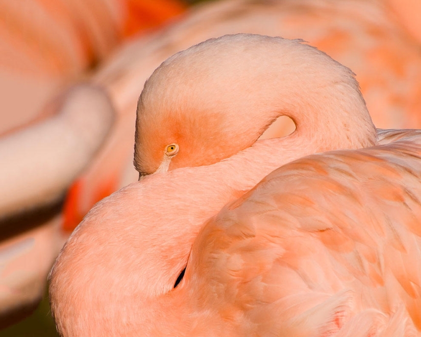 Nakuru in Kenya is a country of pink flamingos